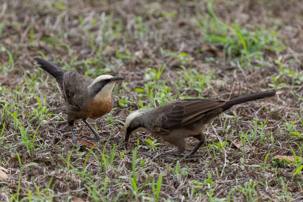 Gray-crowned Babbler - ML645824966