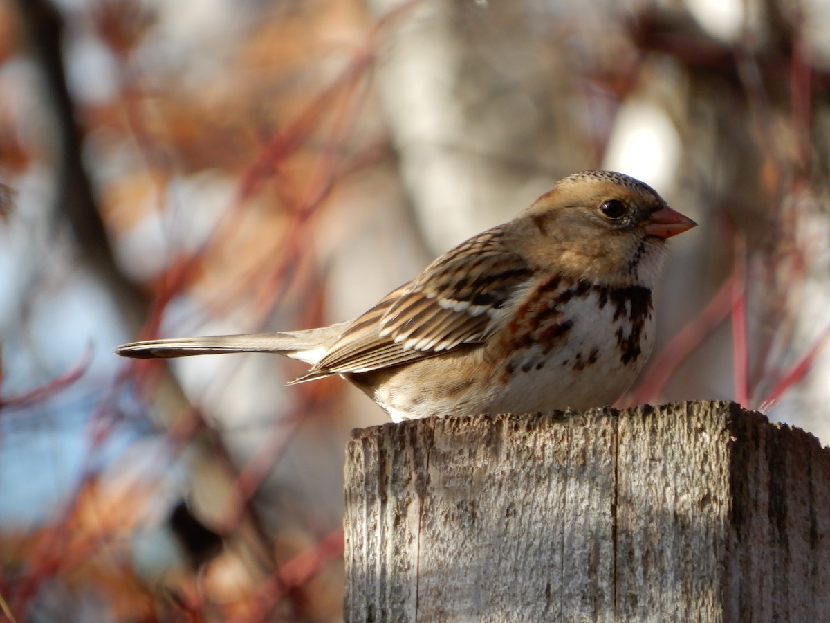 Harris's Sparrow - ML645824968