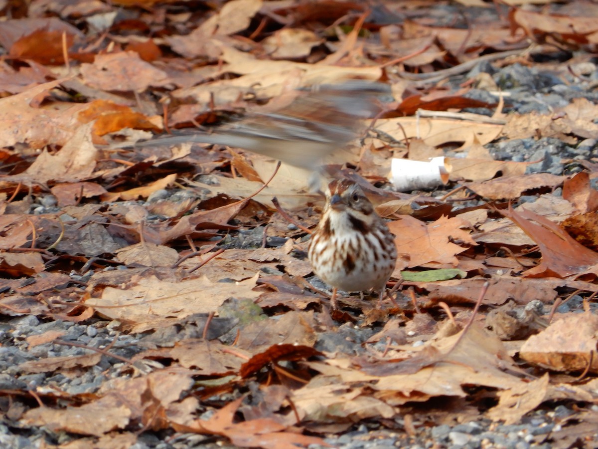 Song Sparrow - ML645824973