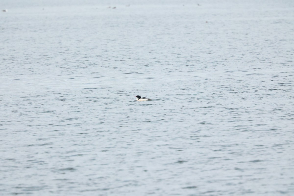 Common Merganser - ML645824975