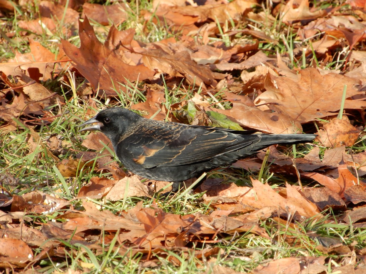 Red-winged Blackbird - ML645824976
