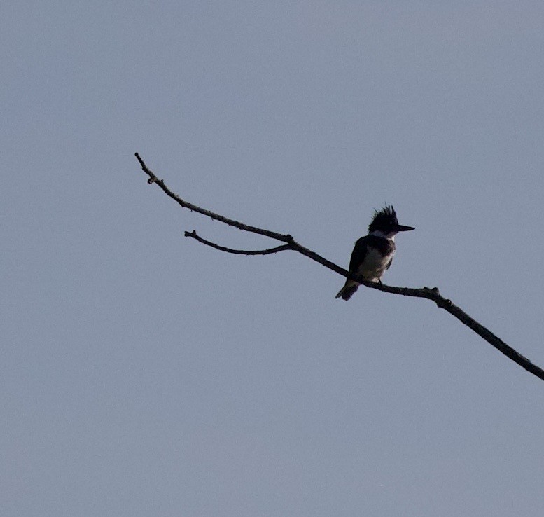 Belted Kingfisher - ML645824989