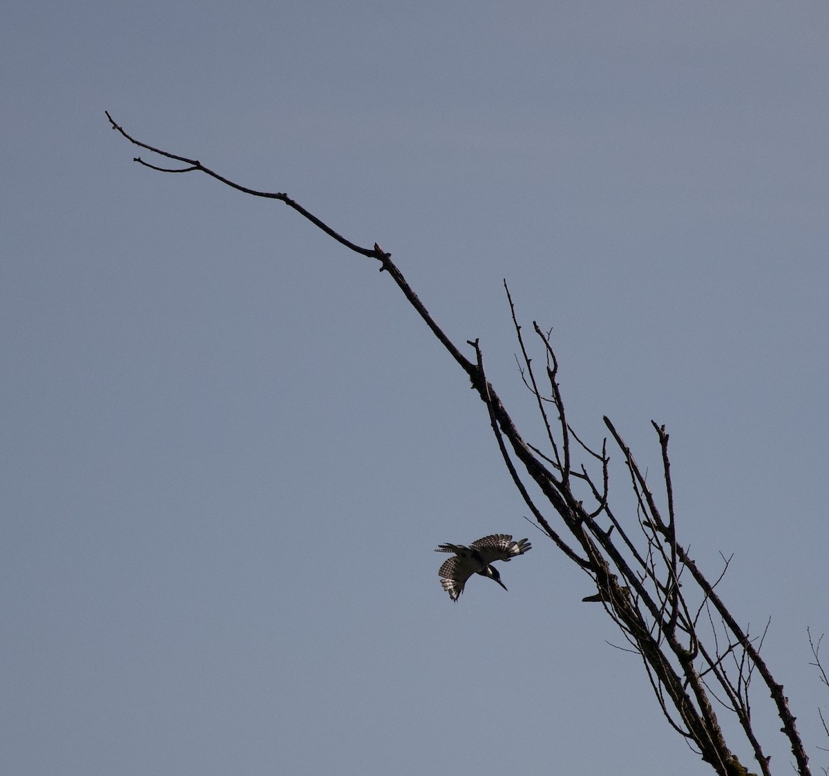 Belted Kingfisher - ML645824990