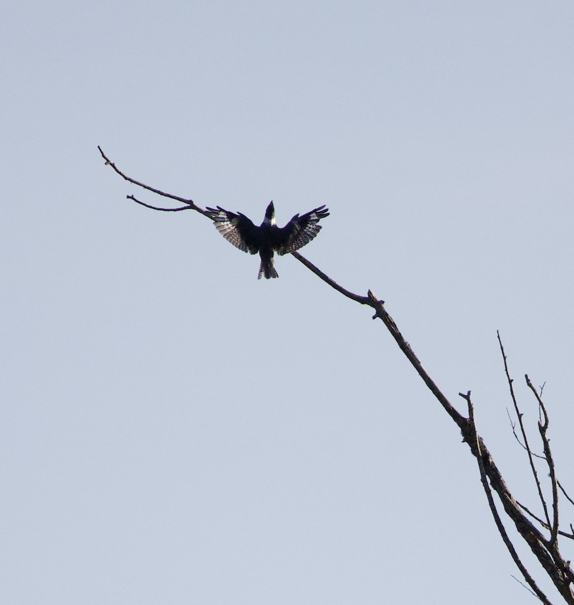 Belted Kingfisher - ML645824991