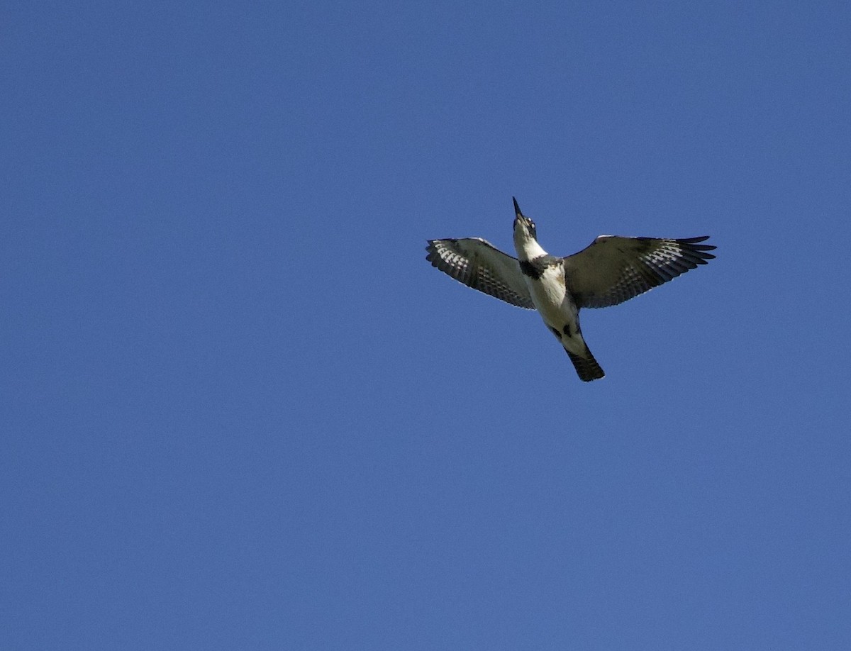 Belted Kingfisher - ML645824992