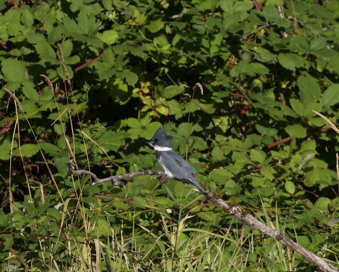 Belted Kingfisher - ML645824993