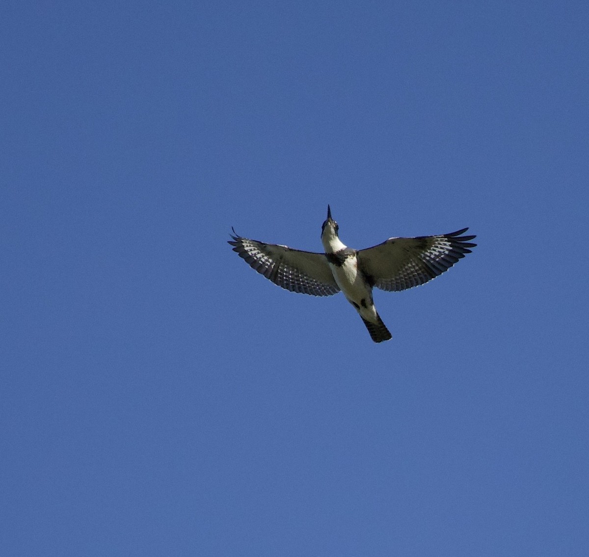 Belted Kingfisher - ML645824994