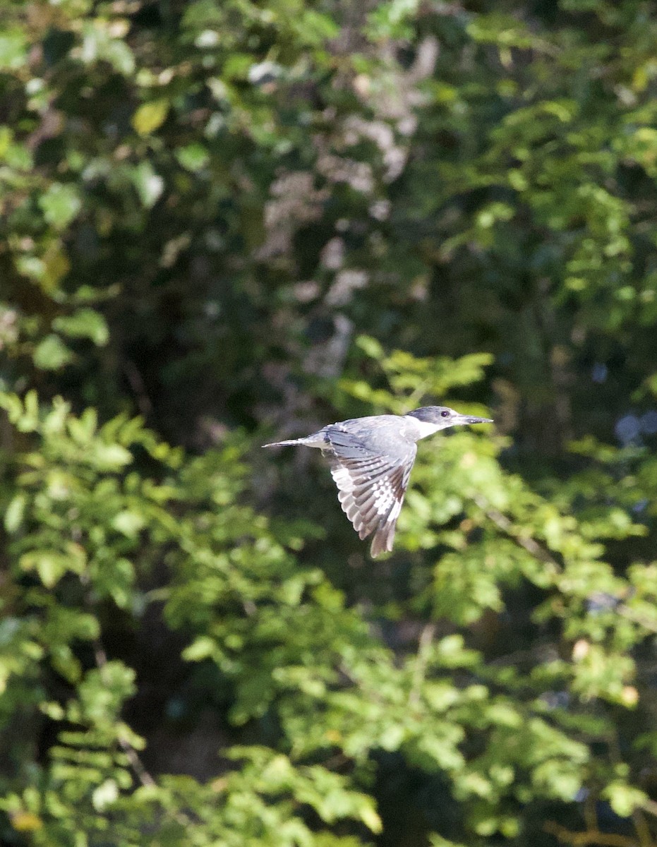 Belted Kingfisher - ML645824995
