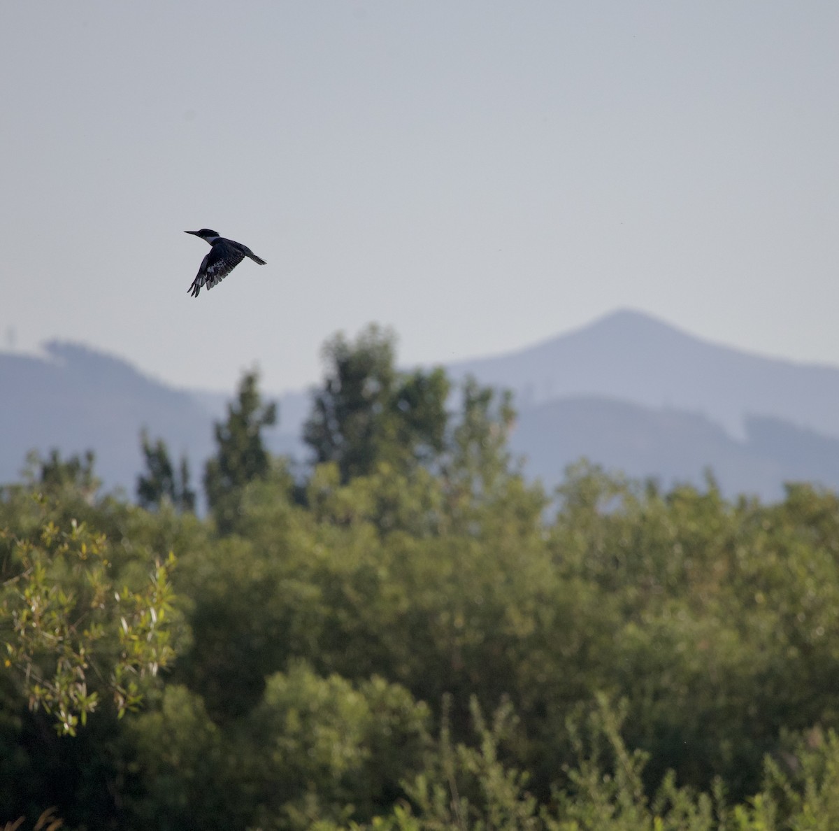 Belted Kingfisher - ML645824996
