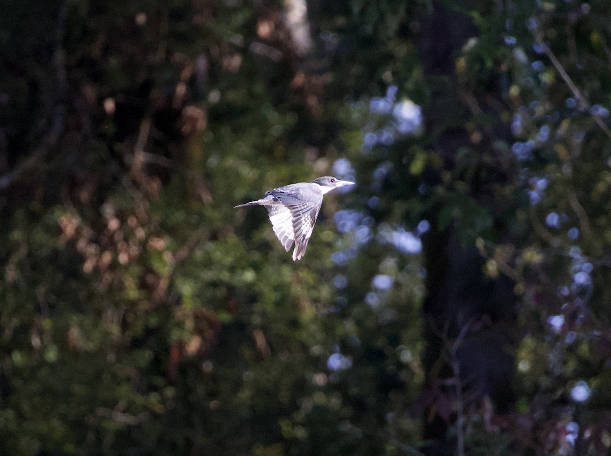 Belted Kingfisher - ML645824997