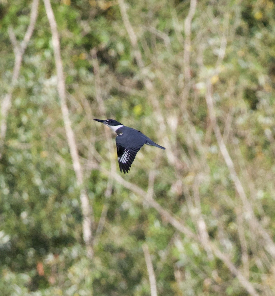 Belted Kingfisher - ML645824998