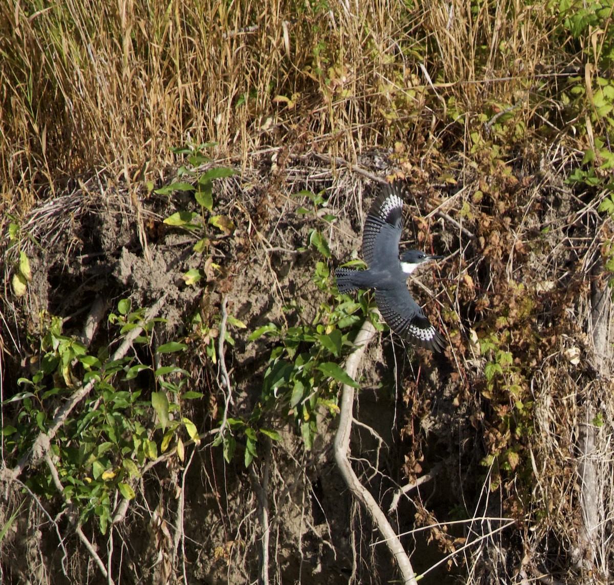 Belted Kingfisher - ML645824999