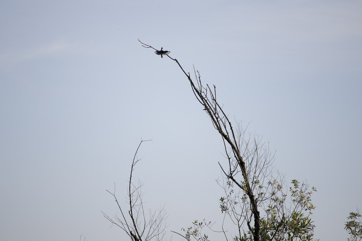 Belted Kingfisher - ML645825000
