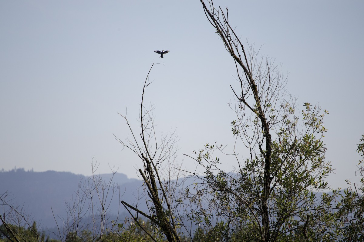 Belted Kingfisher - ML645825001