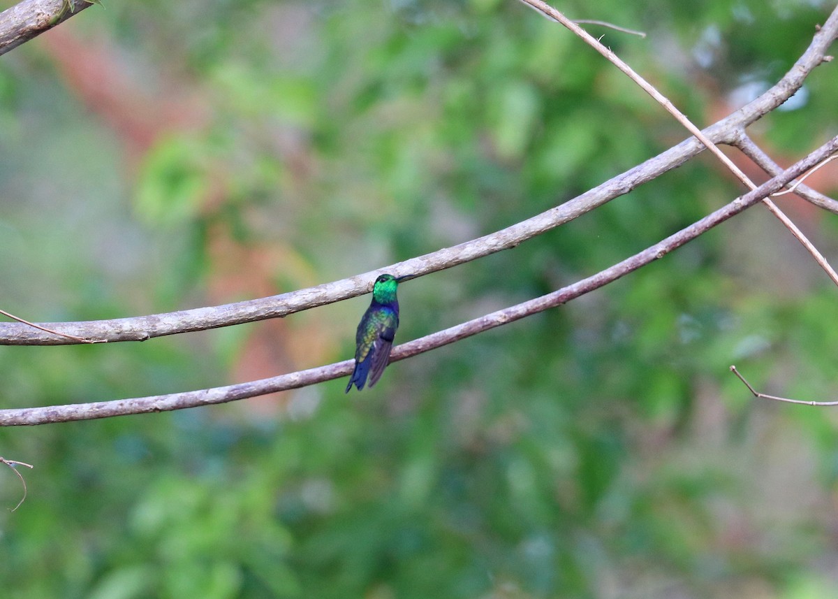 Fork-tailed Woodnymph - ML645825002