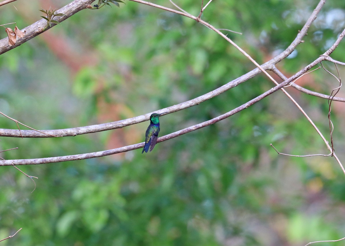 Fork-tailed Woodnymph - ML645825003