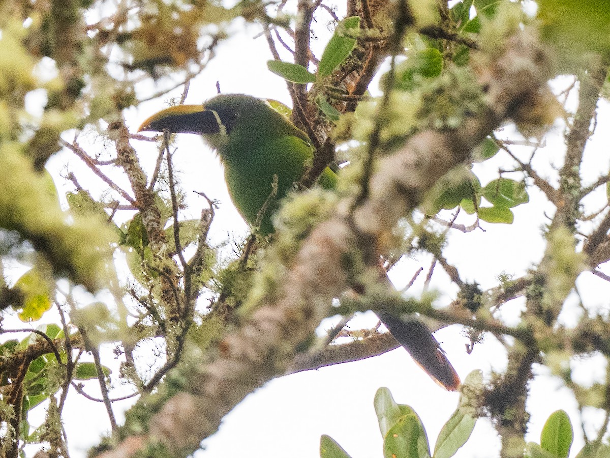 Southern Emerald-Toucanet - ML645825004