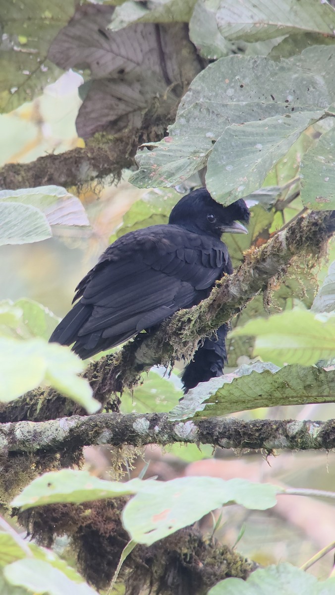 Long-wattled Umbrellabird - ML645825005