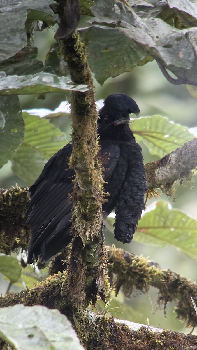 Long-wattled Umbrellabird - ML645825006