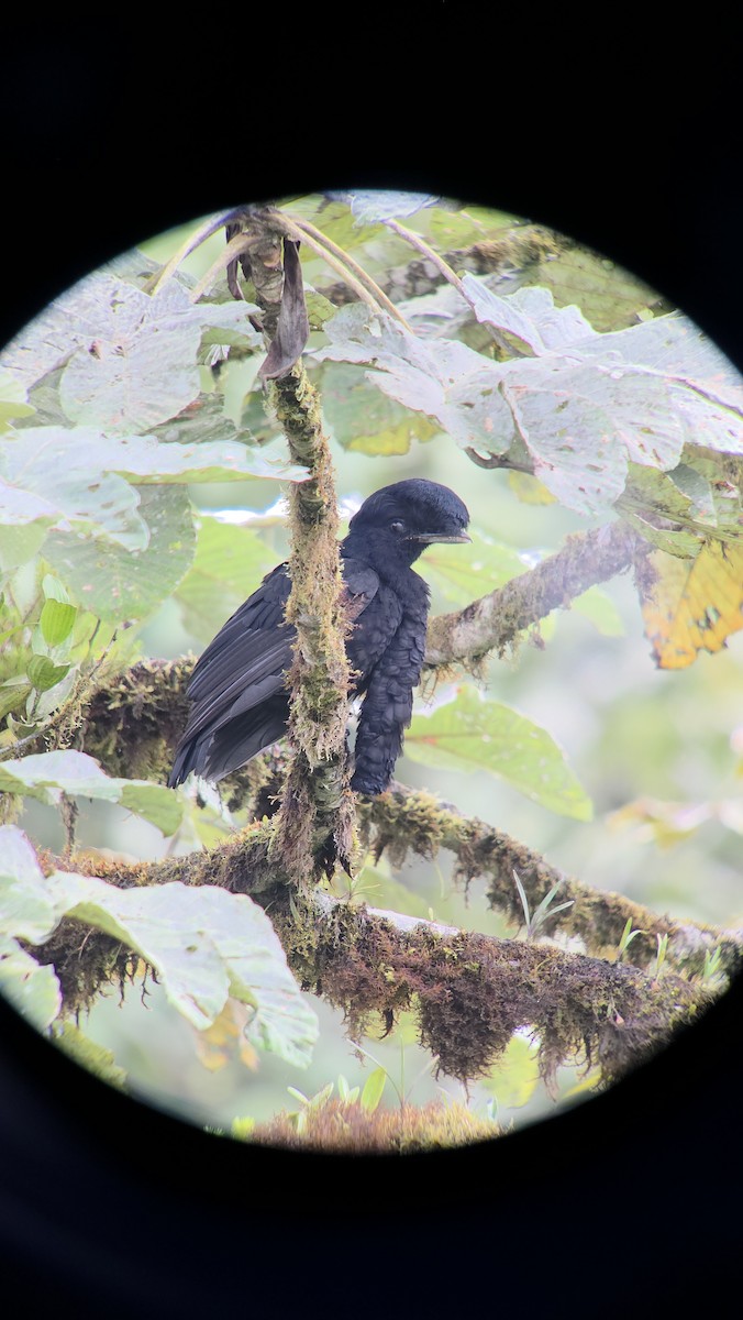Long-wattled Umbrellabird - ML645825007