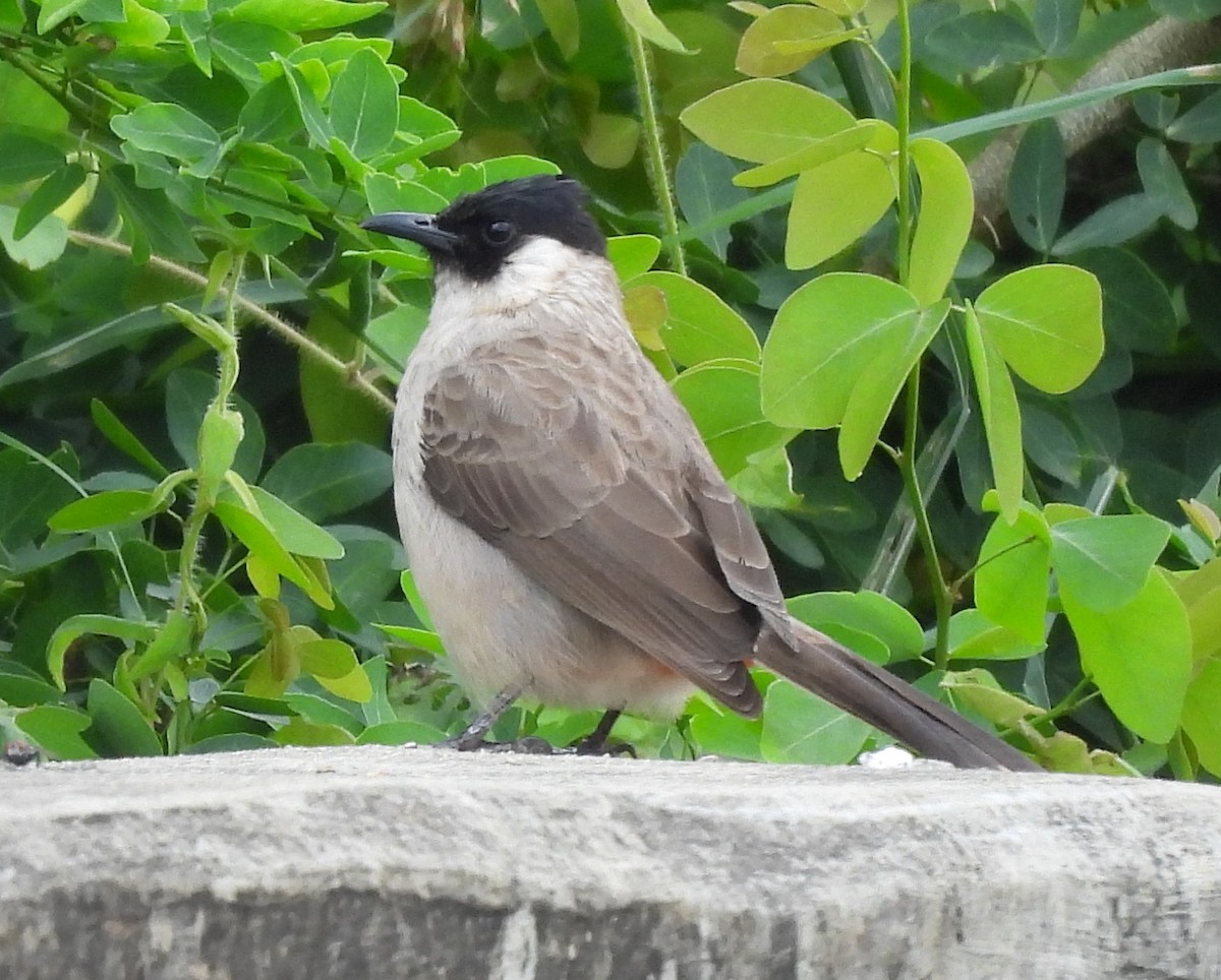 白喉紅臀鵯 - ML645825008