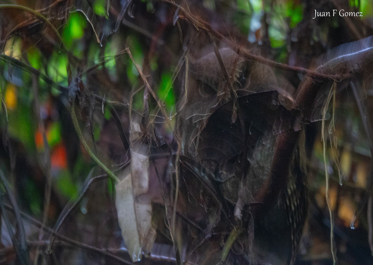 Choco Screech-Owl - ML645825009