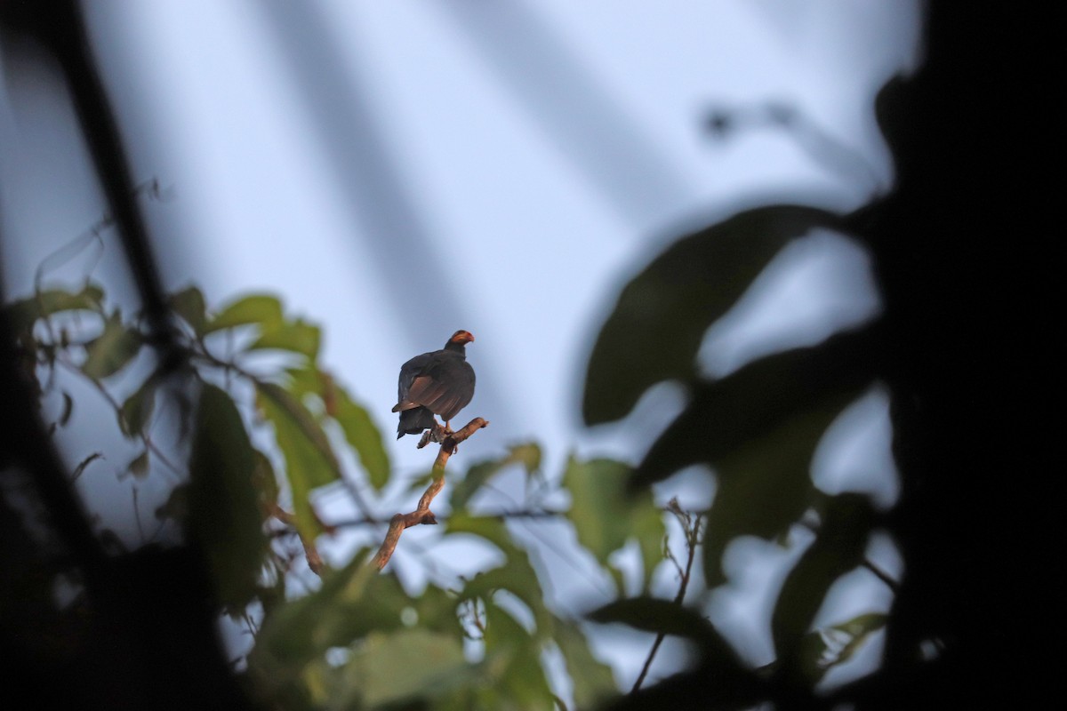 Greater Yellow-headed Vulture - ML645825010