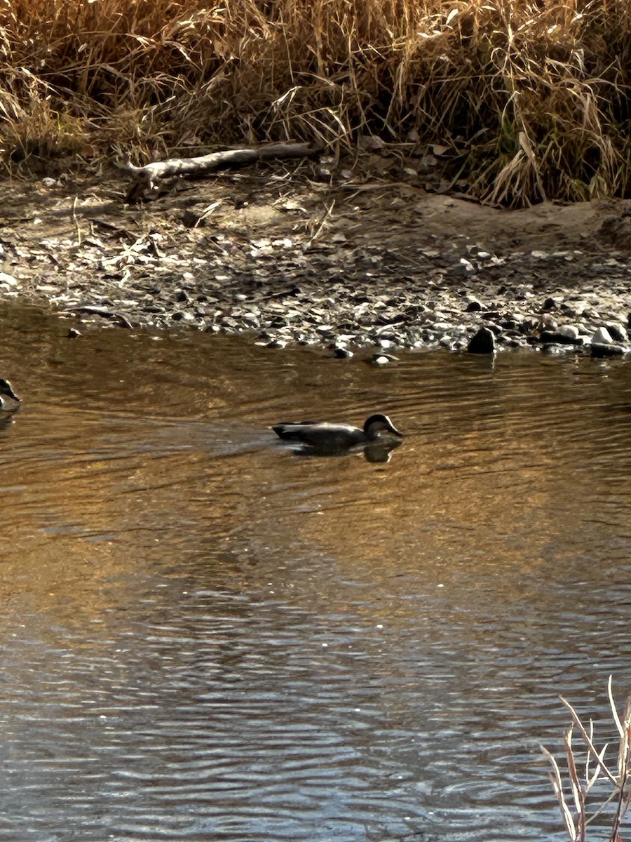 赤膀鴨 - ML645825011