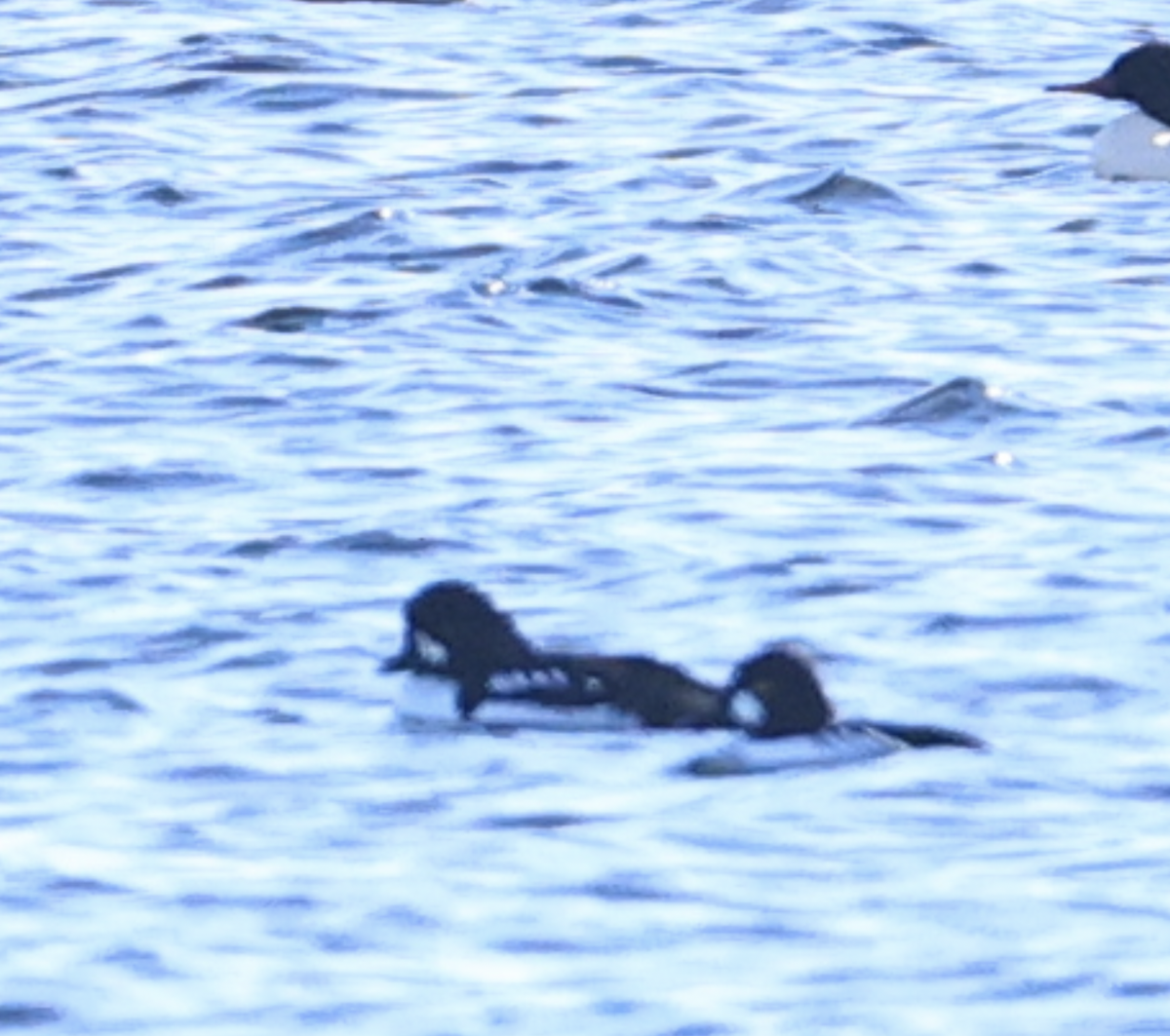 Barrow's Goldeneye - ML645825012