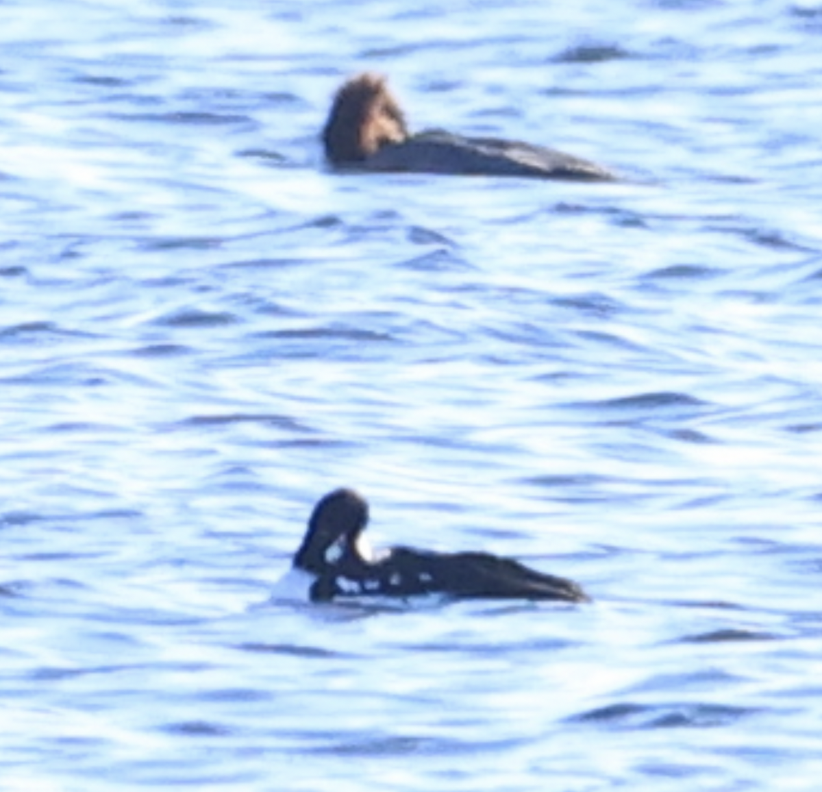 Barrow's Goldeneye - ML645825013