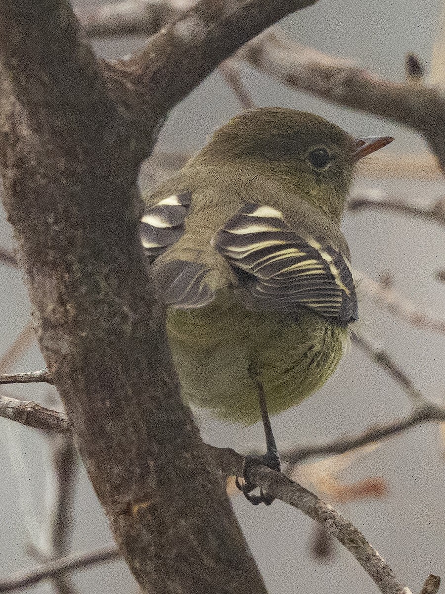 Mountain Elaenia - ML645825014