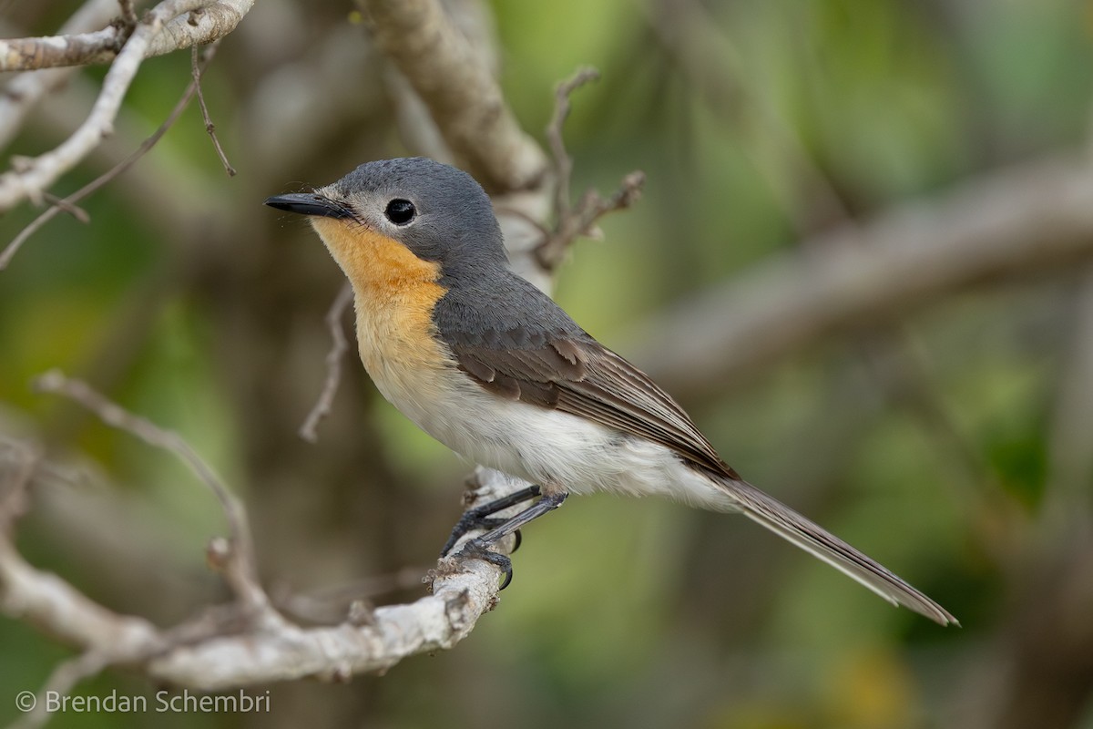 Broad-billed Flycatcher - ML645825015