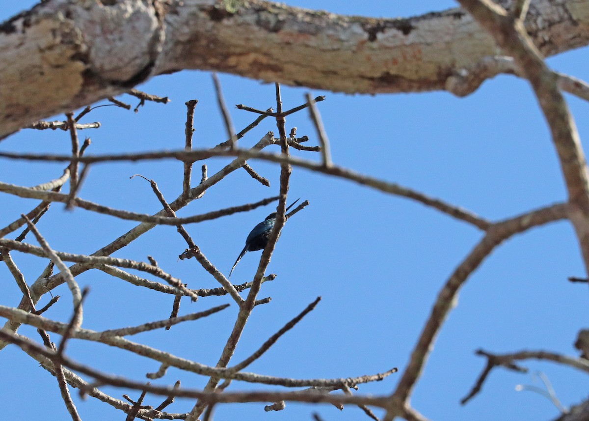 Paradise Jacamar - ML645825016