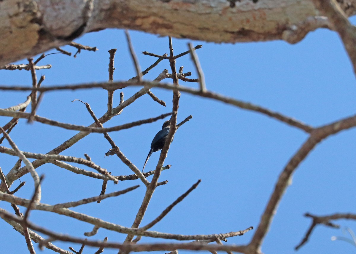 Paradise Jacamar - ML645825017