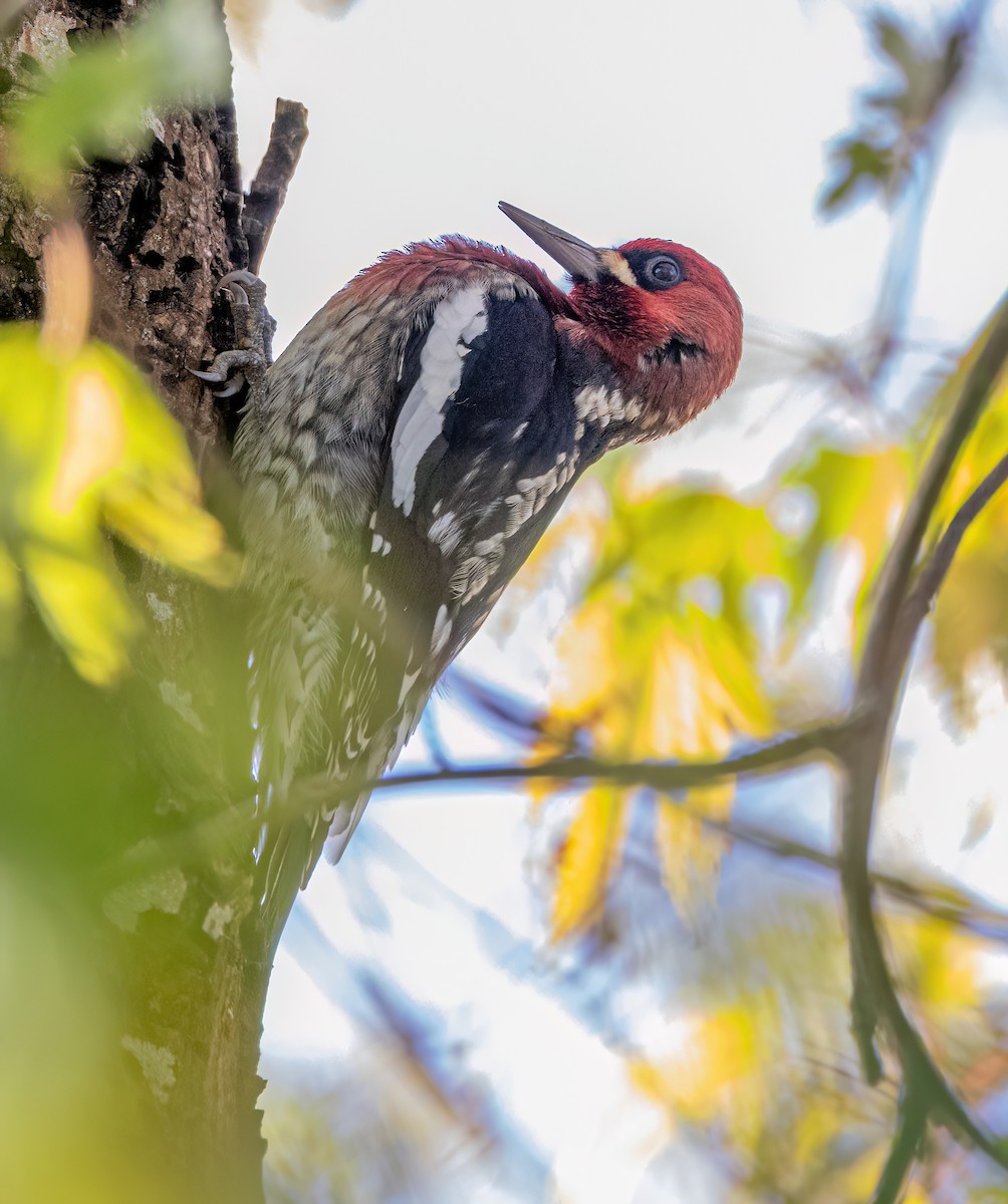 Red-breasted Sapsucker - ML645825018
