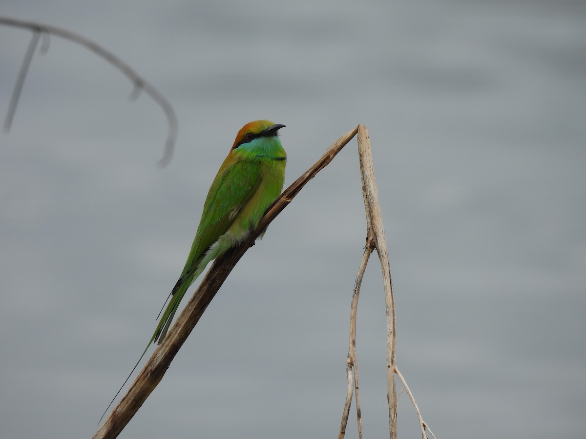 Asian Green Bee-eater - ML645825019