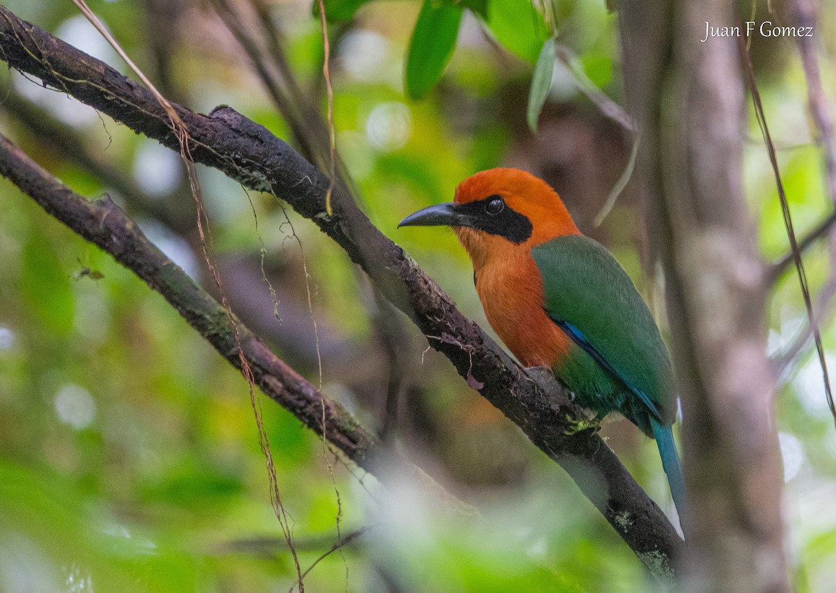 Rufous Motmot - ML645825025