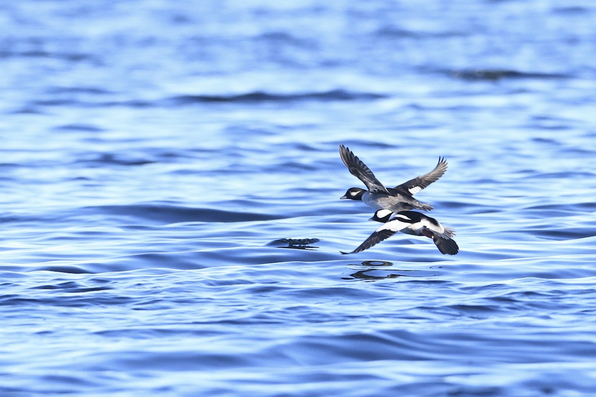 Bufflehead - ML645825026