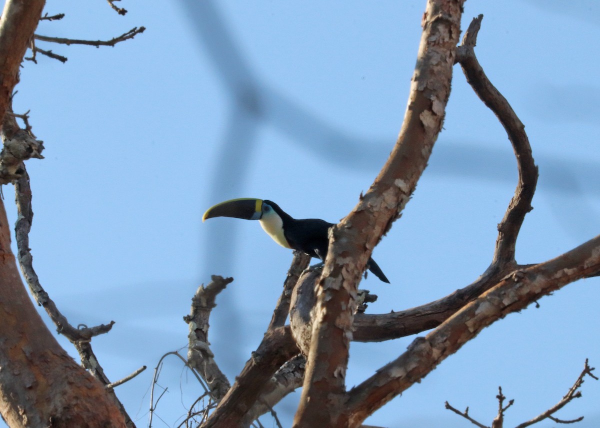 Tucán Pechiblanco - ML645825027
