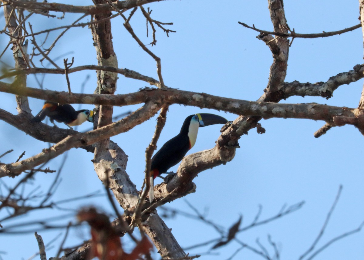 Tucán Pechiblanco - ML645825028