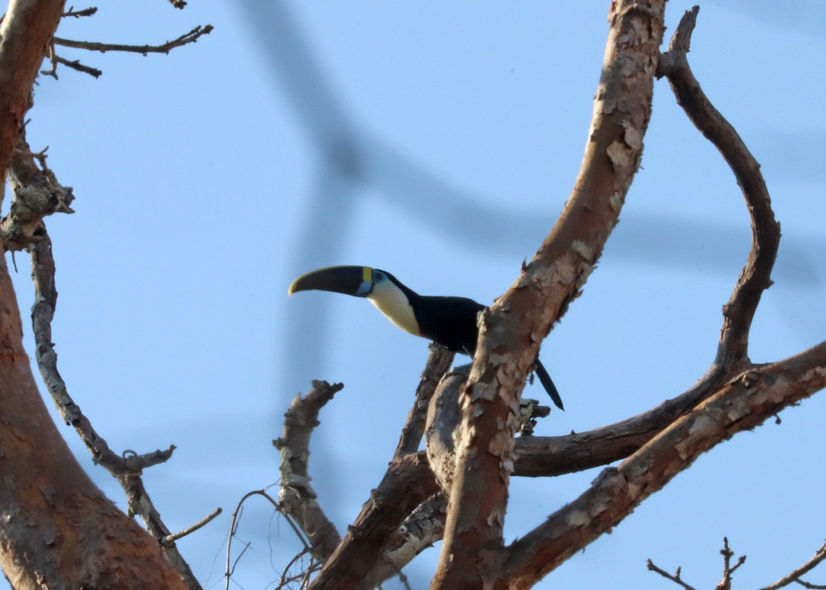 Tucán Pechiblanco - ML645825029