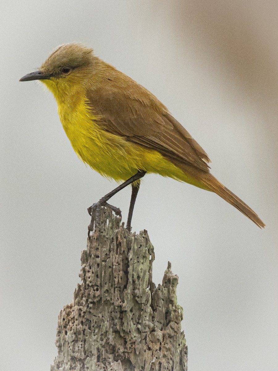 Cattle Tyrant - ML645825032