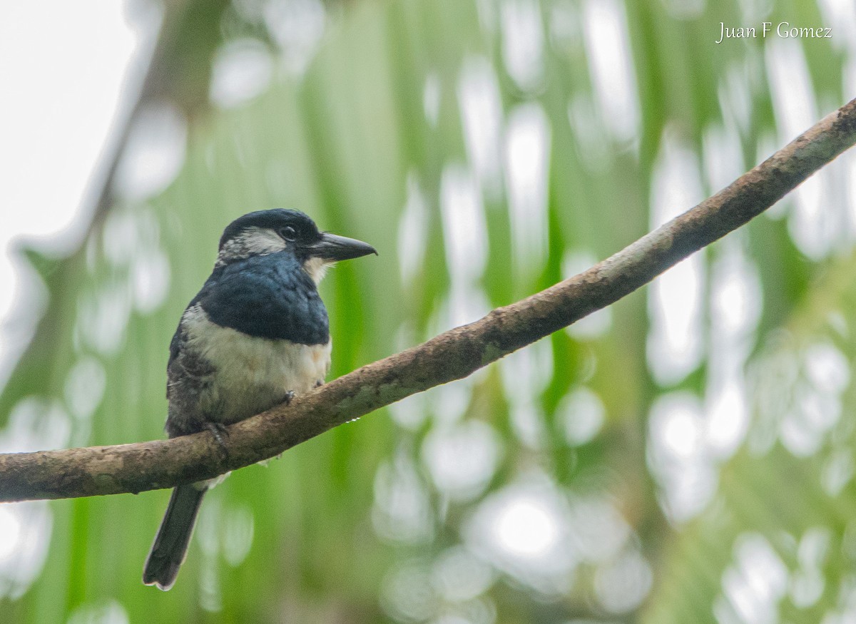 Black-breasted Puffbird - ML645825050