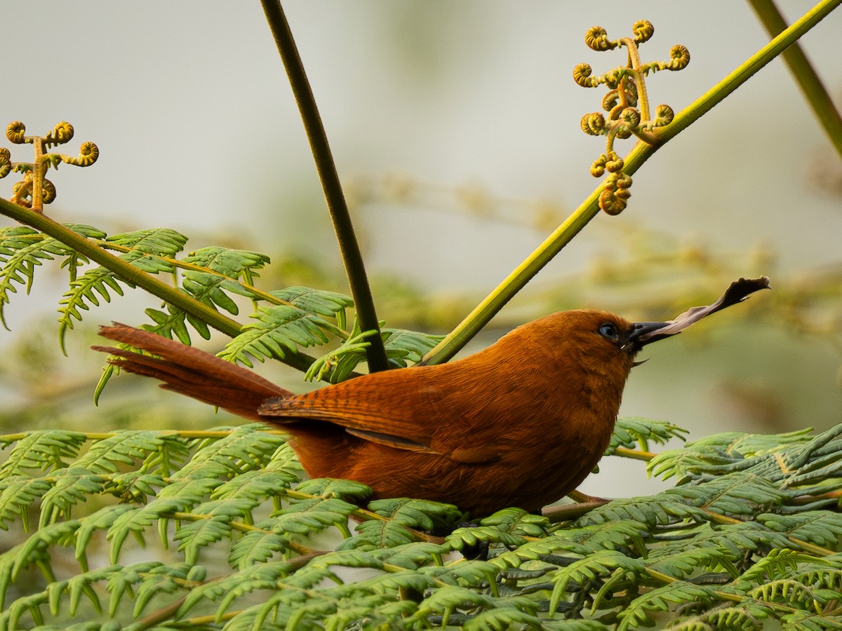 Rufous Wren - ML645825060