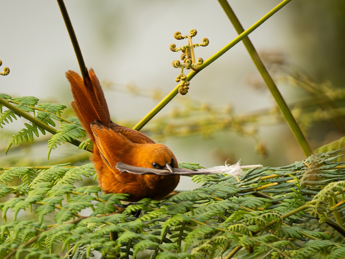 Rufous Wren - ML645825061