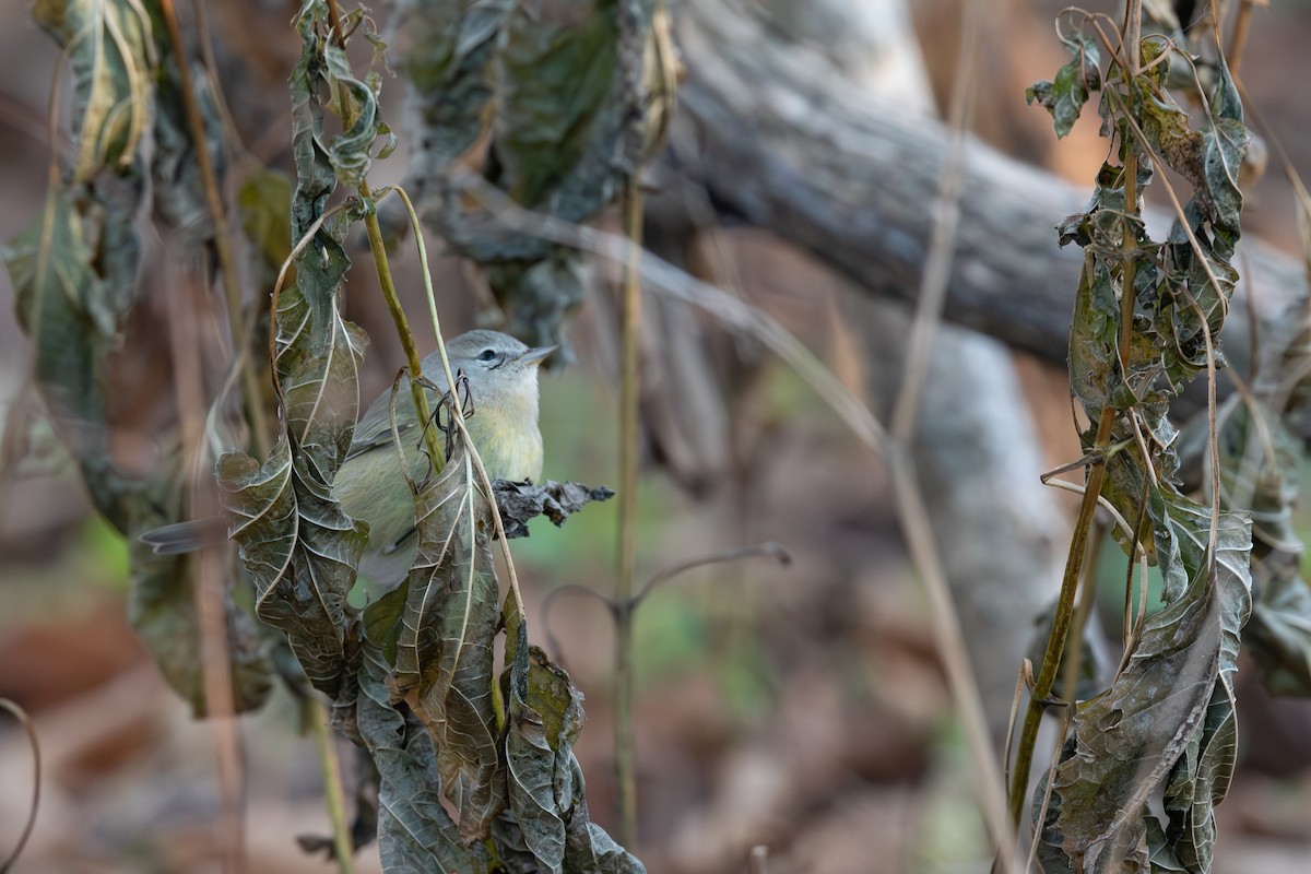 Orange-crowned Warbler - ML645825078