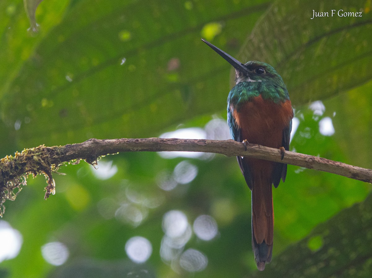 Rufous-tailed Jacamar - ML645825079