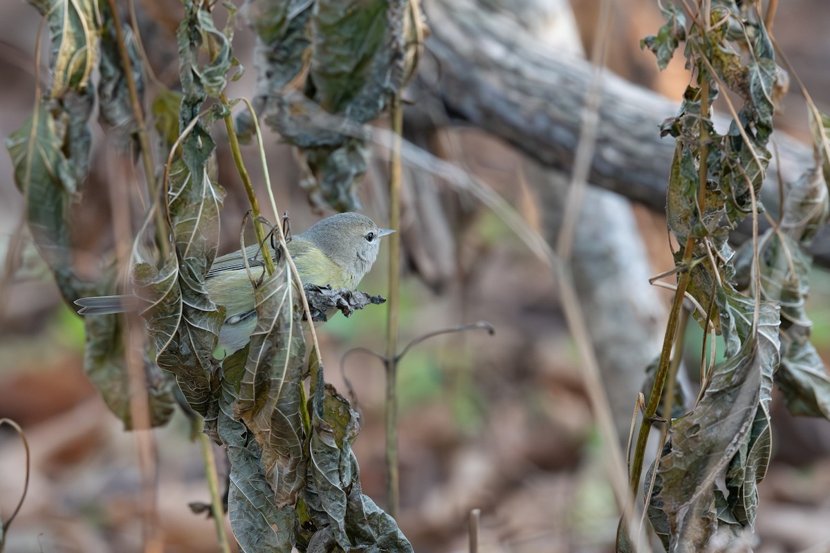 Orange-crowned Warbler - ML645825080