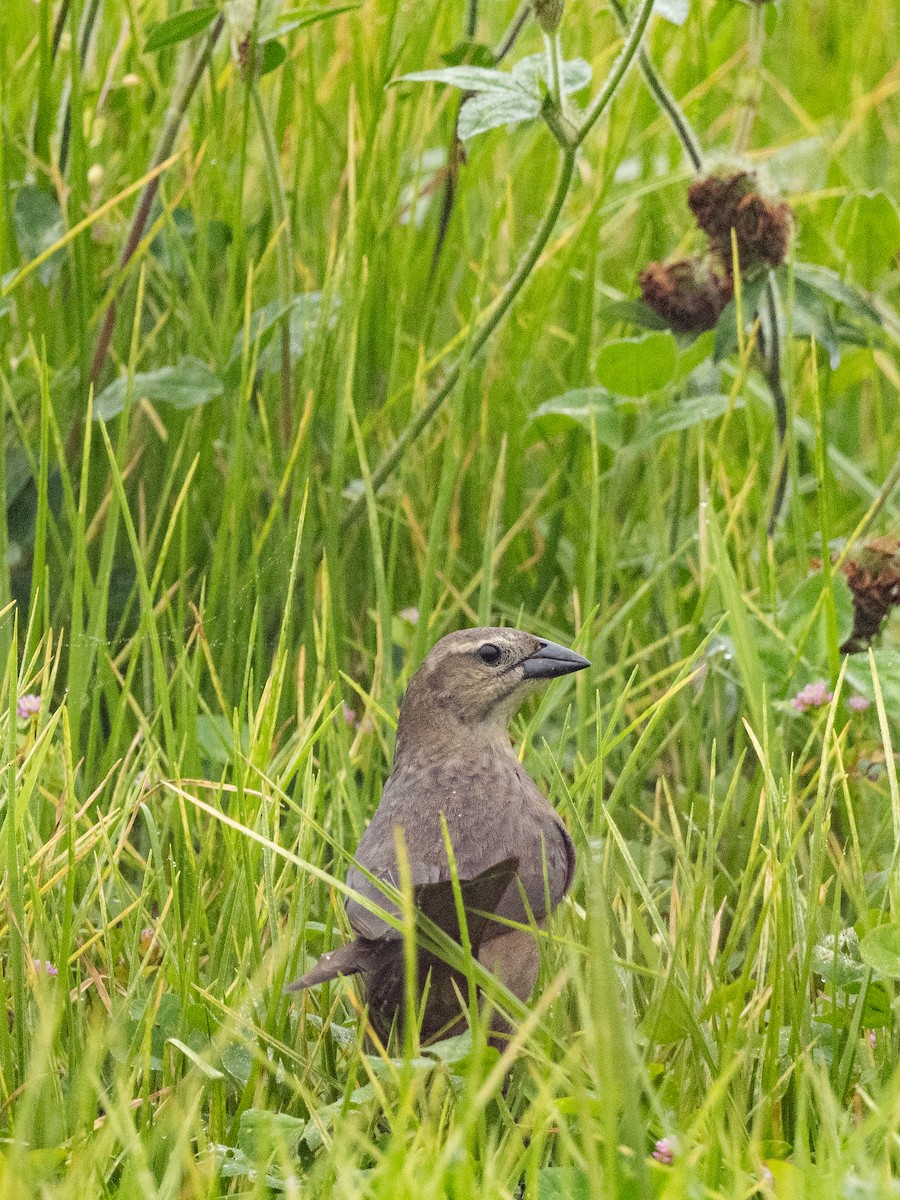 Shiny Cowbird - ML645825087