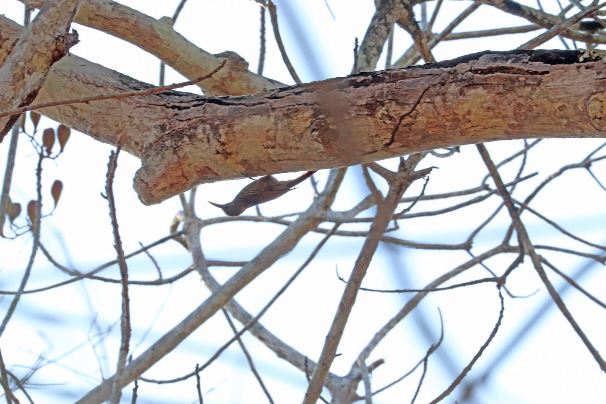 Dusky-capped Woodcreeper - ML645825090
